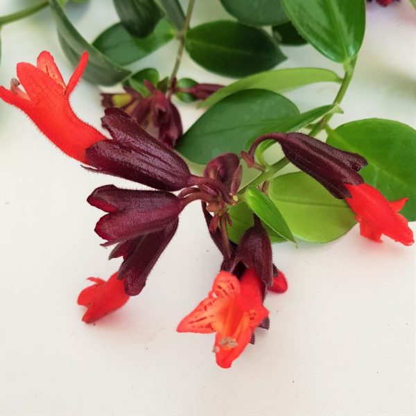 Aeschynanthus Robijn - imagine 2