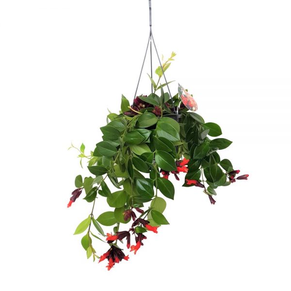Aeschynanthus Robijn