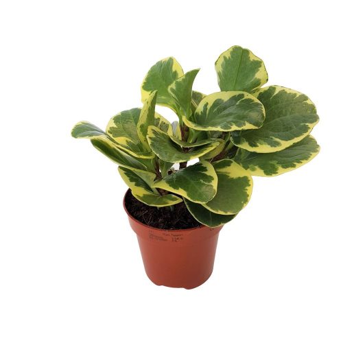 Peperomia Bicolor 