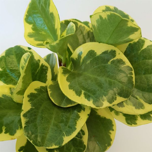 Peperomia Bicolor 