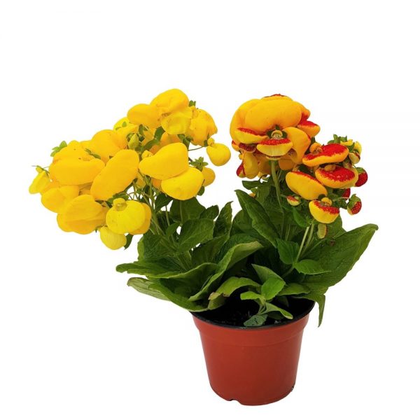 Calceolaria-Condurul doamnei -mare - imagine 3