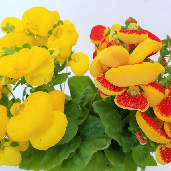Calceolaria - Condurul doamnei-mare