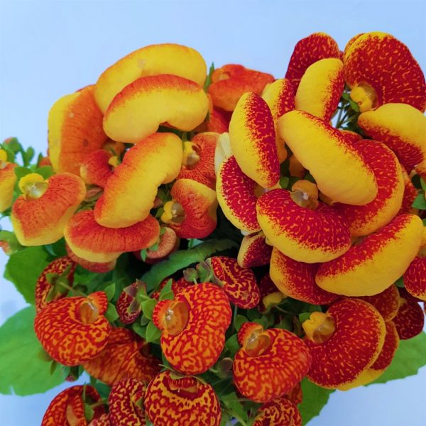 Calceolaria-Condurul doamnei -mare - imagine 2