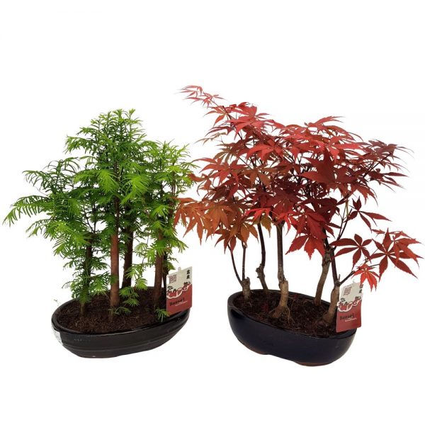 Bonsai gradina ghiveci