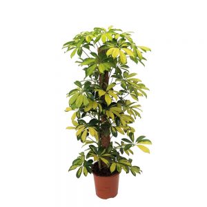 Schefflera Gold Capella 80 cm