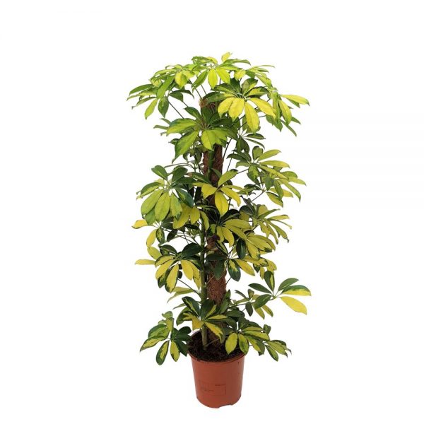 Schefflera Gold Capella 80 cm