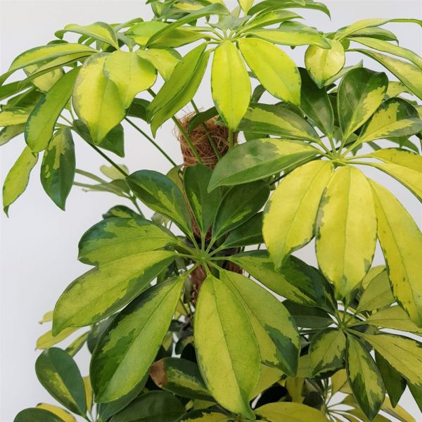 Schefflera Gold Capella 80 cm