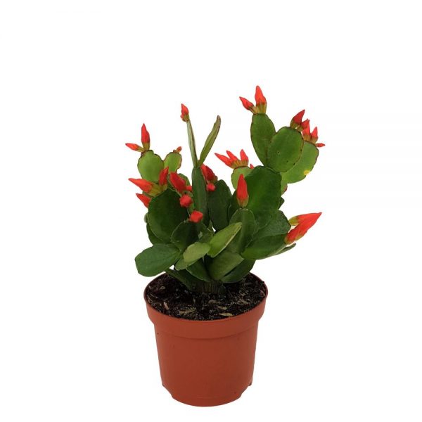 Rhipsalidopsis Standard-Floarea Pastelui