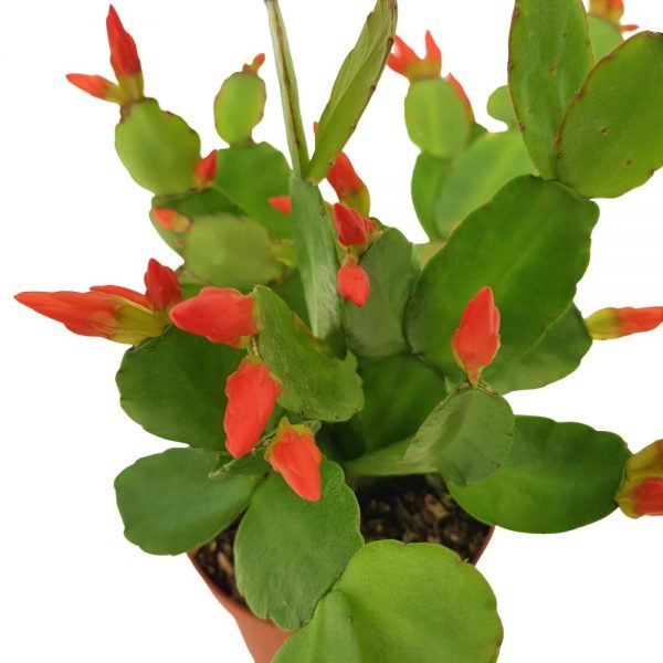 Rhipsalidopsis Standard-Floarea Pastelui