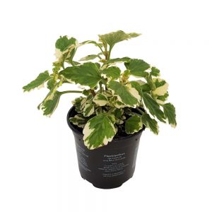 Plectranthus Țânțărică