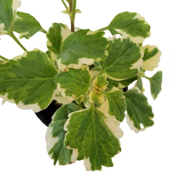 Plectranthus Țânțărică