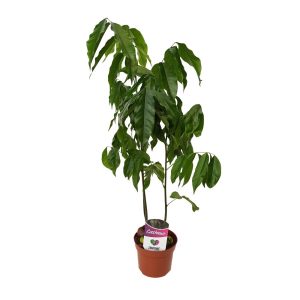 Castanospermum-Castan