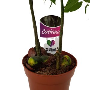 Castanospermum-Castan - imagine 2
