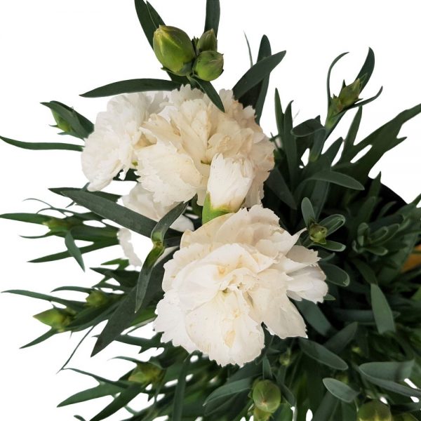 Dianthus Garofite-Grecia