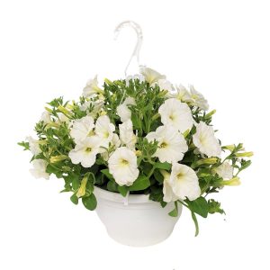 Petunia bol multicolor