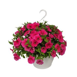 Petunia bol multicolor