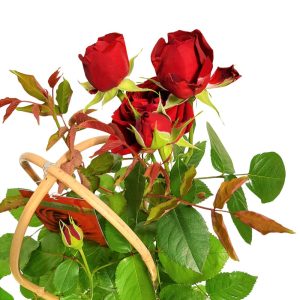 Rosa Garden