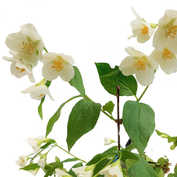 Philadelphus mic Iasomie de gradina