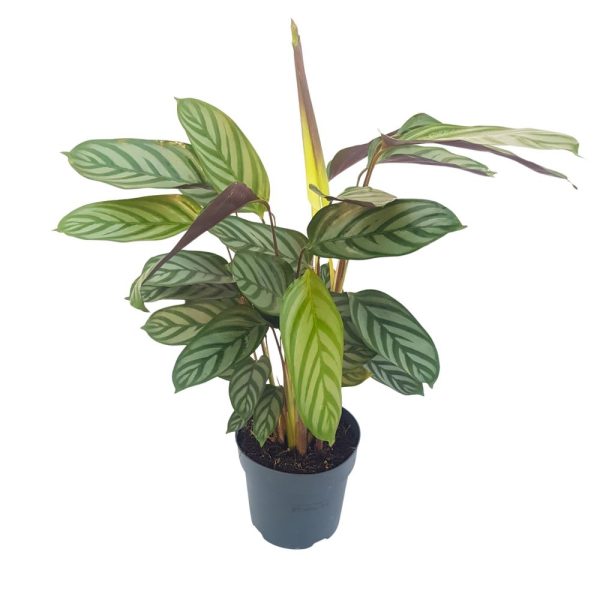 Calathea mix standard