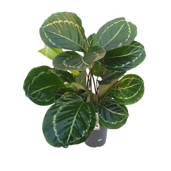 Calathea mix standard