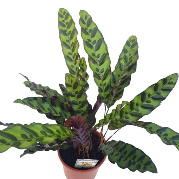 Calathea mix standard