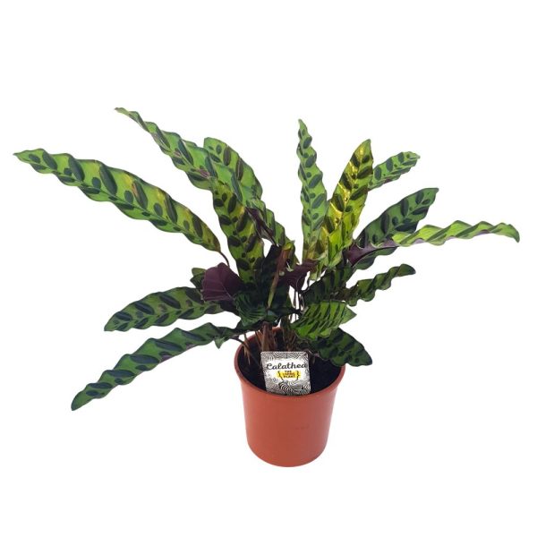 Calathea mix standard