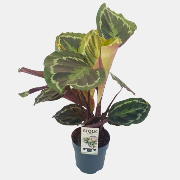 Calathea mix standard