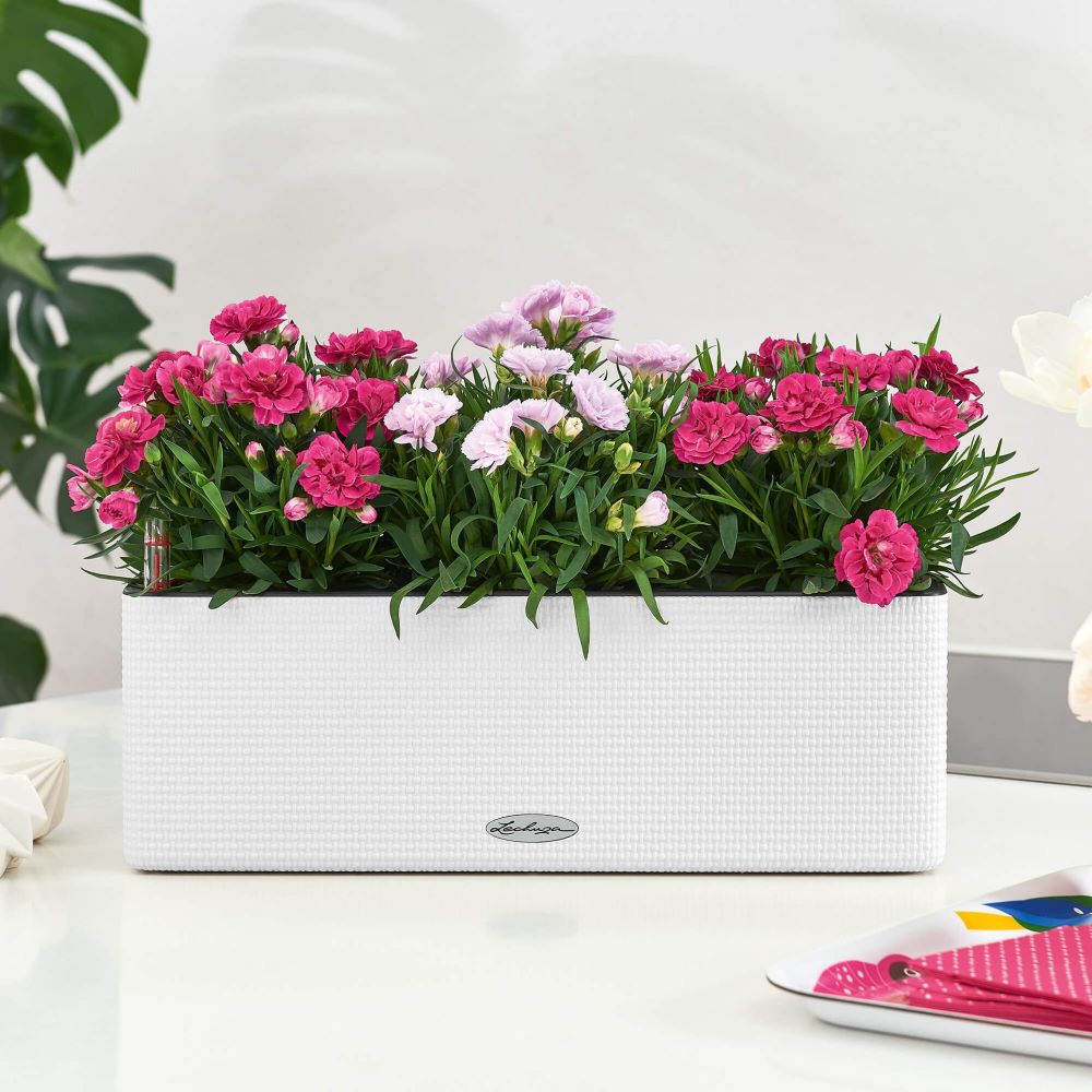 CUBE Color Triple white Lechuza Cube Color Triple- All In One Set  40 -Alb - imagine 5