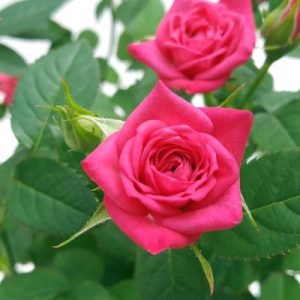 Rosa Garden Grecia-Trandafiri