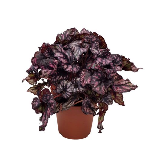 Begonia Rex mare