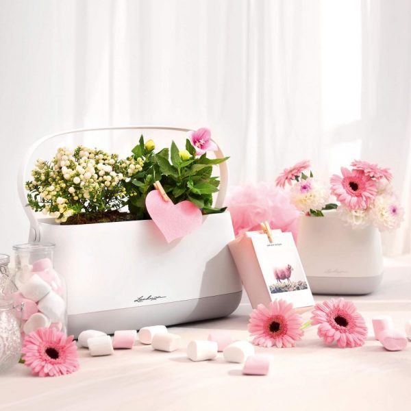 pearl rose semi-gloss