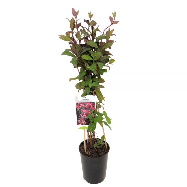 Lonicera Mana Maicii Domnului