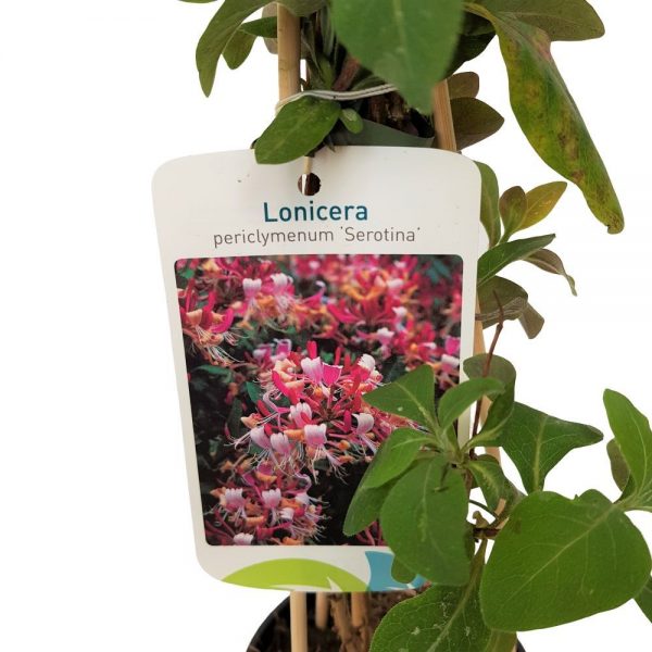 Lonicera Mana Maicii Domnului