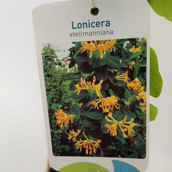 Lonicera Mana Maicii Domnului - imagine 4