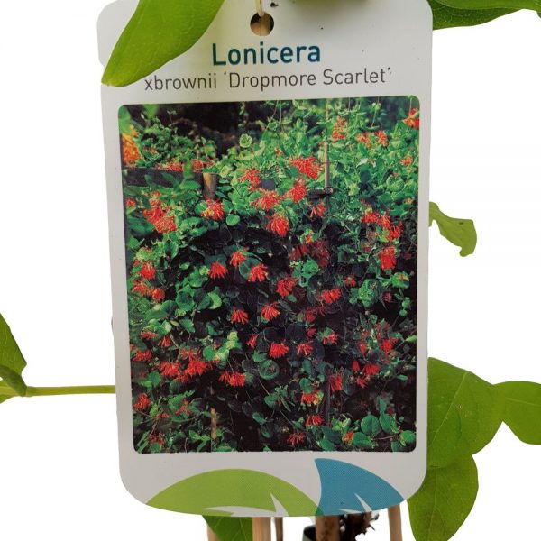 Lonicera Mana Maicii Domnului
