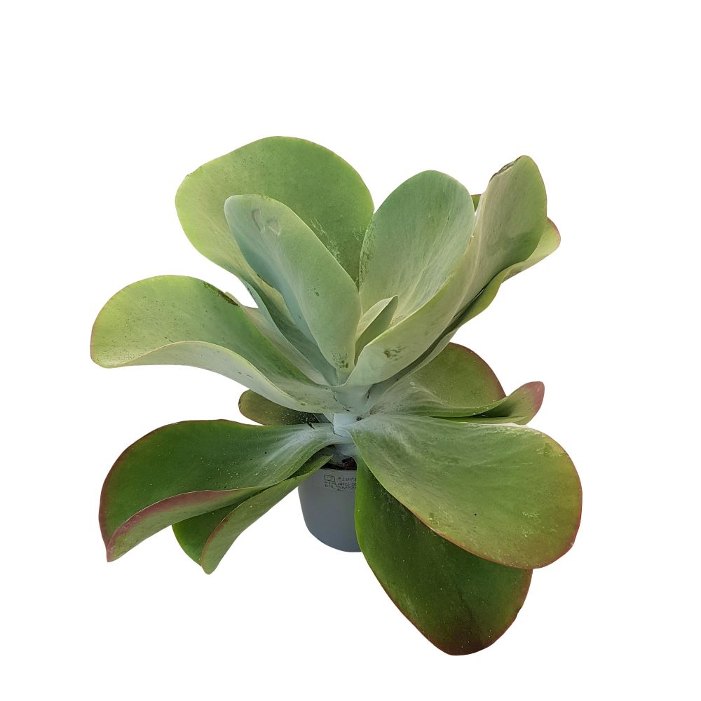 Kalanchoe thyrsiflora, Paddle Plant cu frunze late în ghiveci