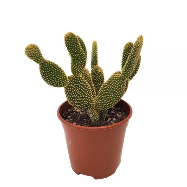 Opuntia Microdasys - Cactus urechi de iepure