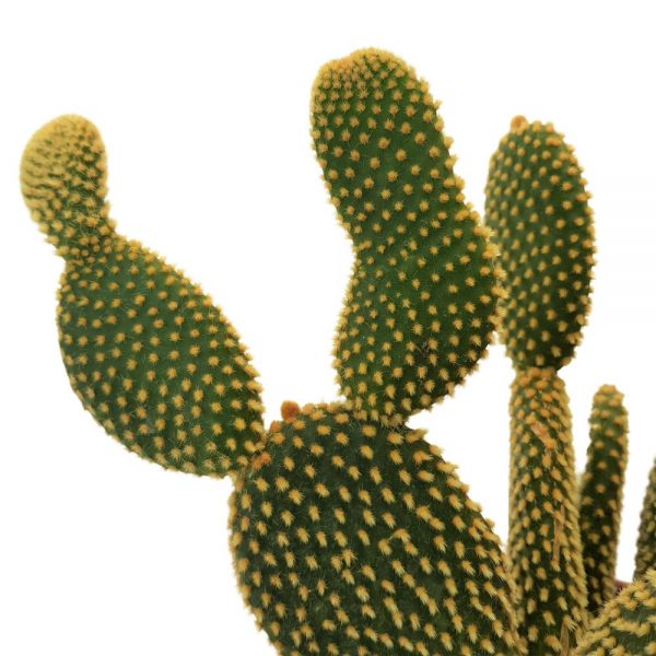 Opuntia Microdasys - Cactus urechi de iepure