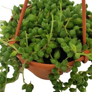 Senecio Teardrops Bol - Siragul de perle - imagine 3