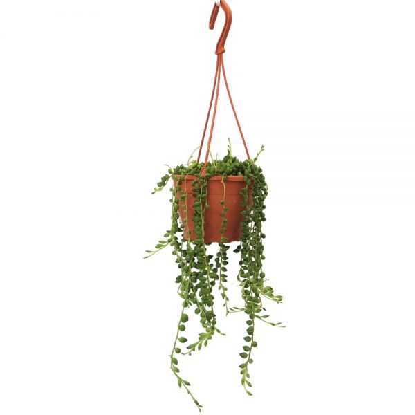 Senecio Teardrops Bol - Siragul de perle - imagine 2