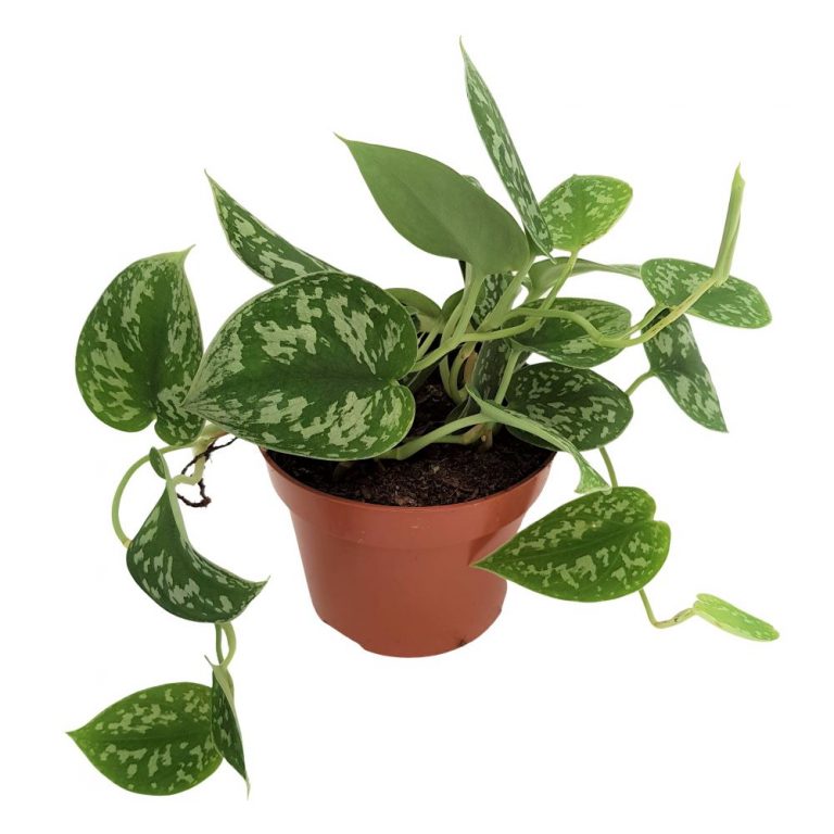 Scindapsus Trebie