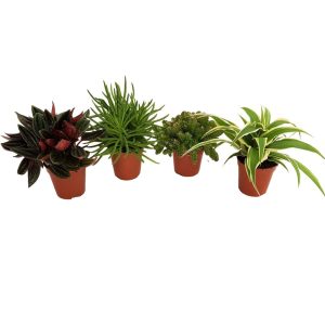 Plante mixte mini - imagine 2