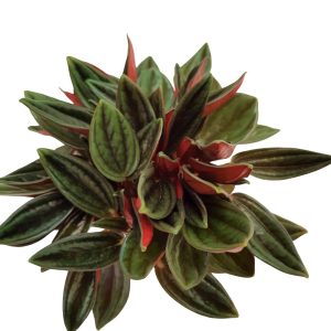 Plante mixte mini - imagine 3