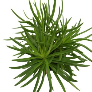 Plante mixte mini - imagine 4