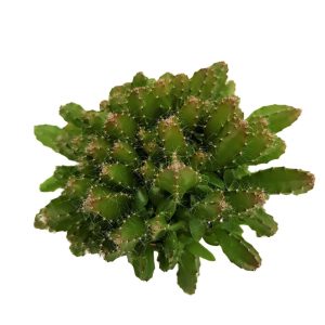 Plante mixte mini - imagine 5