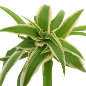 Plante mixte mini