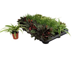 Plante mixte mini