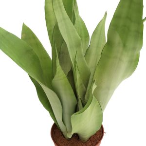 Sansevieria Moonshine - imagine 2