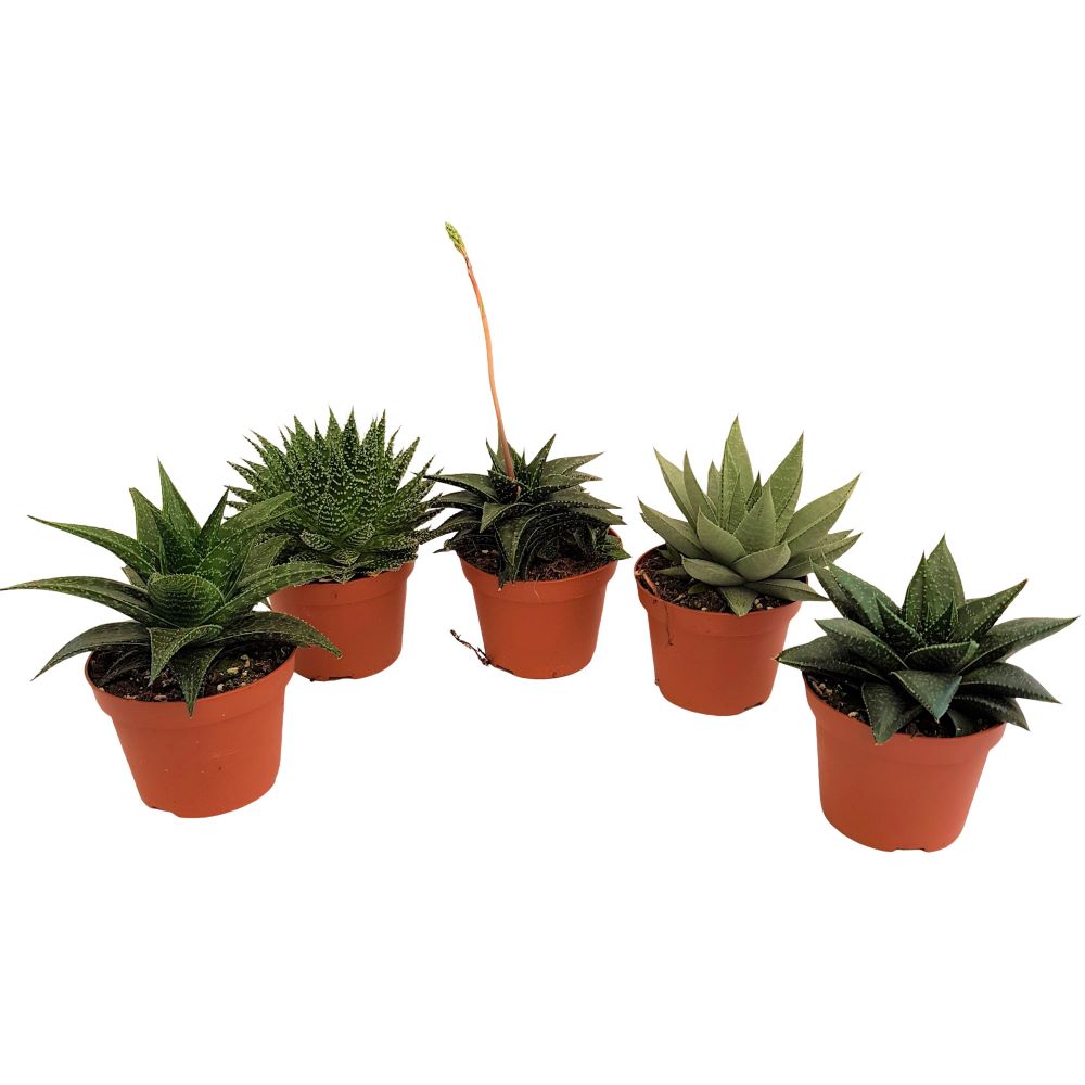 Aloe aristata - Decorativa