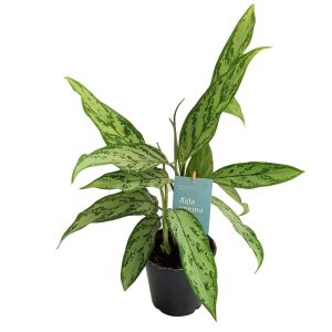 Aglaonema Silver Queen D 14